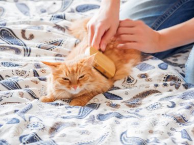 Kadın uyuyordu zencefil kedi kürk tarak. Kabarık pet rahat uyumak için yerleşmiş. Sevimli rahat arka plan, sabah yatmadan evde.