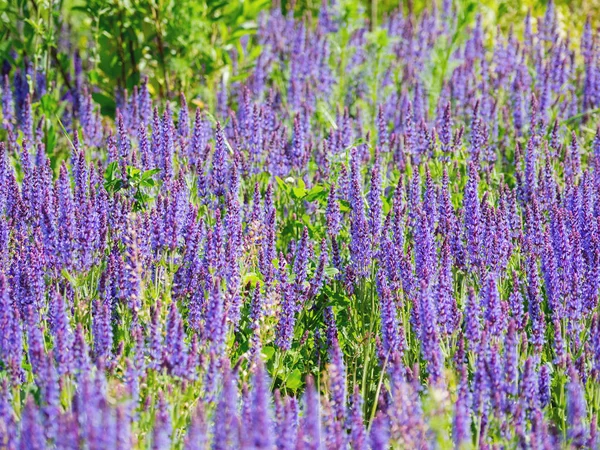 Fundo Natural Verão Com Florescimento Woodland Sage Clário Balcânico Salvia — Fotografia de Stock