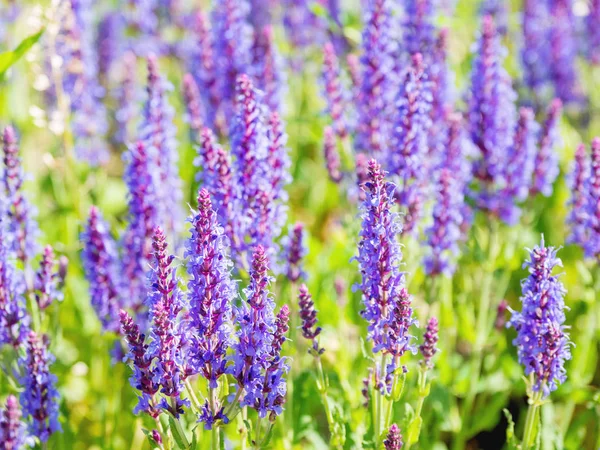 Natural summer background with blooming Woodland Sage (Balkan clary, Salvia nemorosa). Russia.