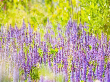 Doğal yaz çiçek açan Woodland adaçayı (Balkan clary, Salvia nemorosa) ile arka plan. Rusya.