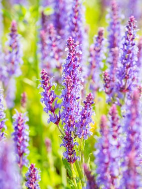 Doğal yaz çiçek açan Woodland adaçayı (Balkan clary, Salvia nemorosa) ile arka plan. Rusya.