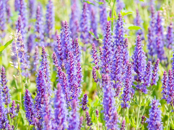 Fundo Natural Verão Com Florescimento Woodland Sage Clário Balcânico Salvia — Fotografia de Stock