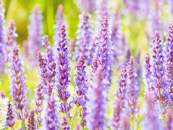 Fundo Natural Verão Com Florescimento Woodland Sage Clário Balcânico Salvia — Fotografia de Stock