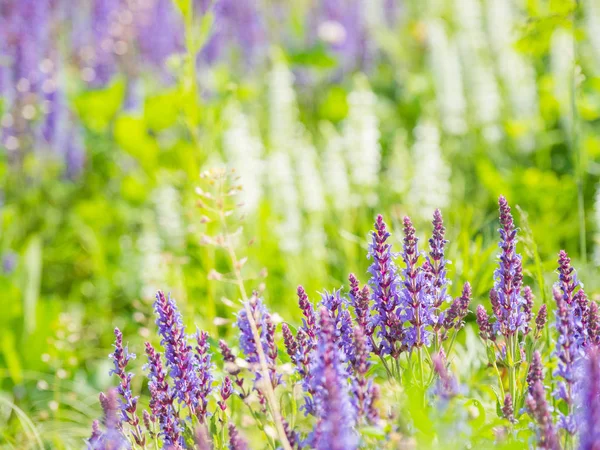 Fundo Natural Verão Com Florescimento Woodland Sage Clário Balcânico Salvia — Fotografia de Stock