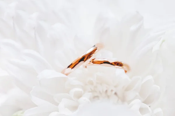 Anéis Casamento Dourados Encontram Dentro Flor Crisântemo Buquê Nupcial Símbolo — Fotografia de Stock