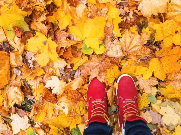 Kadın mavi kot pantolon ve sarı yapraklarda kalan parlak kırmızı çizmeler. Sonbahar arka plan. Üstten görünüm.