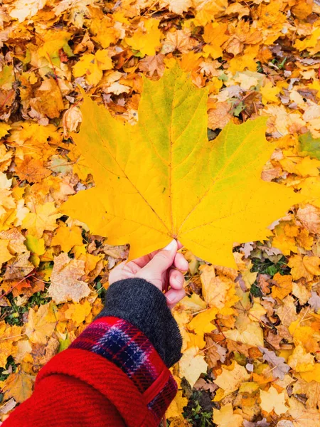 Top Strony Widok Yellow Maple Leaf Jesienią Trawnik Jasnych Liściach — Zdjęcie stockowe