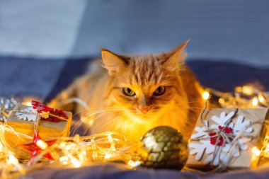 Kızgın zencefil kedi ampulleri ve yeni yıl parlayan ile yatakta yalan Kraft kağıt içinde sunar. Rahat ev Noel tatil arka plan.