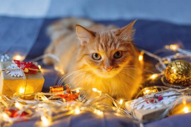 Şirin zencefil kedi ampulleri ve yeni yıl parlayan ile yatakta yalan Kraft kağıt içinde sunar. Rahat ev Noel tatil arka plan.