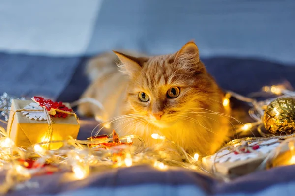 Gato Gengibre Bonito Deitado Cama Com Lâmpadas Brilhantes Presentes Ano — Fotografia de Stock