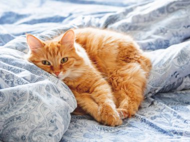 Yatakta yatarken şirin zencefil kedi. Kabarık pet merakla görünüyor. Rahat ev arka plan.