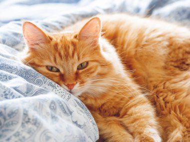 Yatakta yatarken şirin zencefil kedi. Kabarık pet merakla görünüyor. Rahat ev arka plan.