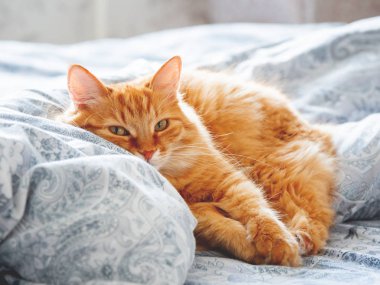 Yatakta yatarken şirin zencefil kedi. Kabarık pet merakla görünüyor. Rahat ev arka plan.