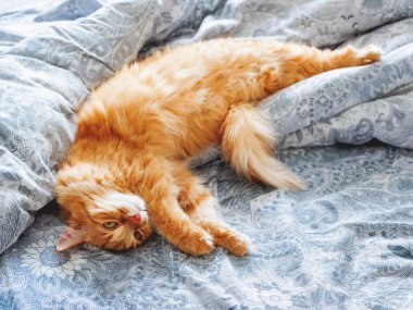 Yatakta yatarken şirin zencefil kedi. Kabarık pet merakla görünüyor. Rahat ev arka plan.