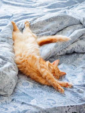 Yatakta yatarken şirin zencefil kedi. Kabarık evde beslenen hayvan germe. Rahat ev arka plan, sabah uyku zamanı.