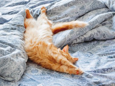 Yatakta yatarken şirin zencefil kedi. Kabarık evde beslenen hayvan germe. Rahat ev arka plan, sabah uyku zamanı.