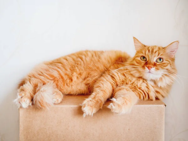 Şirin zencefil kedi karton kutu üzerinde yalan. Merakla bakan kabarık evde beslenen hayvan.