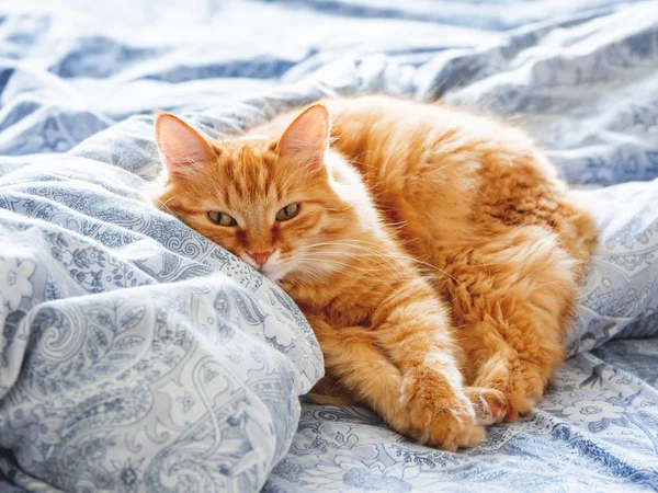 Yatakta yatarken şirin zencefil kedi. Kabarık pet merakla görünüyor. Rahat ev arka plan.