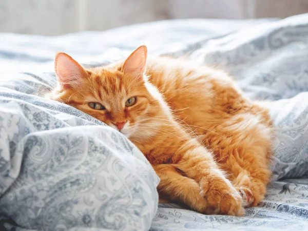 Cute Ginger Cat Lying Bed Fluffy Pet Looks Curiously Cozy — Stock Photo, Image