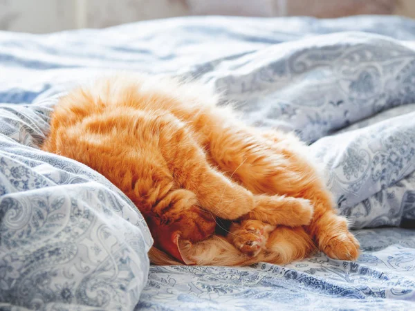 Yatakta yatarken şirin zencefil kedi. Kabarık pet merakla görünüyor. Rahat ev arka plan.