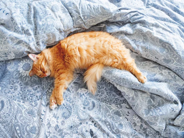 かわいい生姜猫ベッドで横になっています ふわふわのペット 居心地の良い家庭背景 朝就寝 — ストック写真