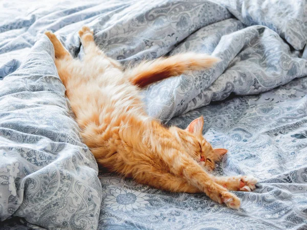 Söt Ingefära Katt Sängen Fluffiga Husdjur Stretching Mysiga Hem Bakgrund — Stockfoto