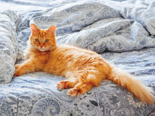 Ładny Kot Imbir Leżąc Łóżku Pet Puszysty Wygląda Ciekawie Przytulny — Zdjęcie stockowe