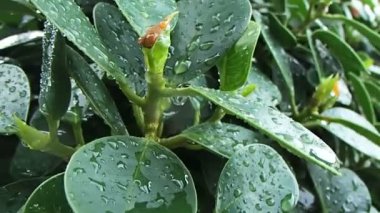 Yağmur damlaları ile yeşil yaprakları. Islak bitki tropikal yağmur sonra. Pattaya, Tayland.