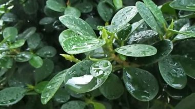 Yağmur damlaları ile yeşil yaprakları. Islak bitki tropikal yağmur sonra. Pattaya, Tayland.