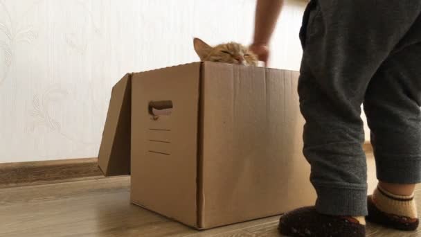 Lindo gato jengibre sentado dentro de una caja de cartón. Fluffy mascota se esconde de niño pequeño . — Vídeo de stock