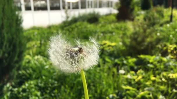 Семена одуванчика Taraxacum - pappus - улетают с ветром . — стоковое видео