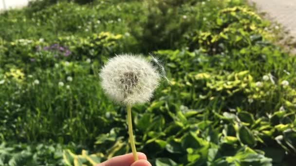 Sementes de dente de leão Taraxacum - pappus - voando com o vento . — Vídeo de Stock