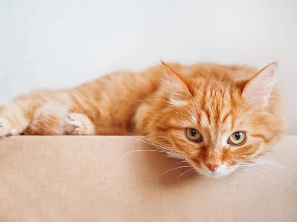 かわいい生姜の猫はダン ボール箱の上に横たわる 不思議なことに注視ふわふわペット — ストック写真