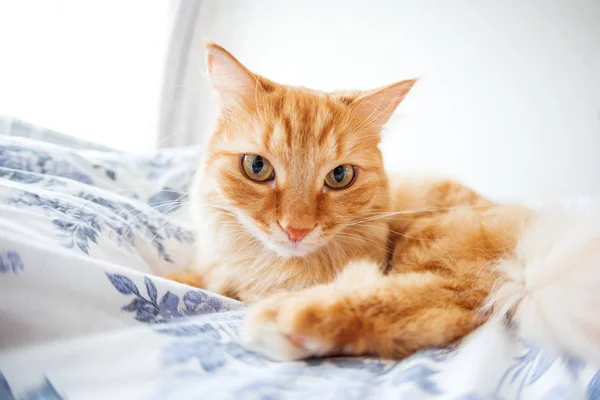 顔の面白い表情とかわいい生姜猫はベッドにあります ふわふわペット快適決済スリープしたり 再生したりしています かわいい居心地の良いバック グラウンド 家に朝就寝 魚目レンズ効果 — ストック写真