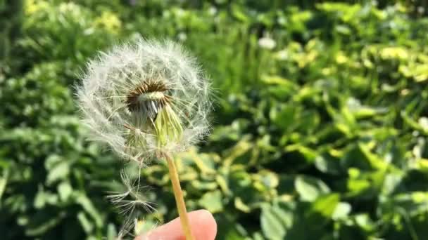 Mniszka Taraxacum nasiona - pappus - odlatuje z wiatrem. — Wideo stockowe