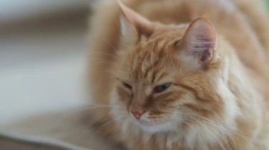 Uyuyordu şirin zencefil kedi görüntüleri kadar kapatın. Kabarık pet uyuyacak. Rahat ev arka plan.