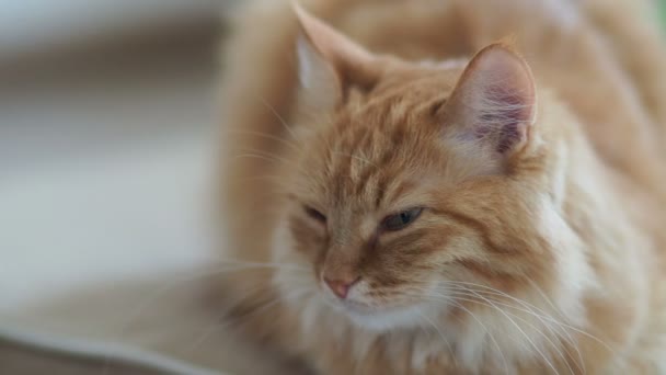 Gros plan de la vidéo d'un mignon chat roux endormi. Le peluche va dormir. Confortable fond de maison .