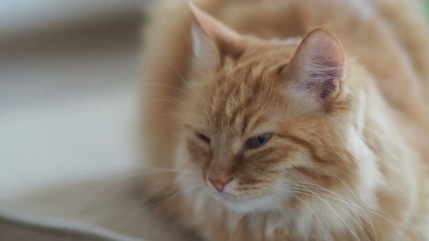 Close Beelden Van Dommelen Schattig Gember Kat Pluizig Huisdier Gaat — Stockvideo