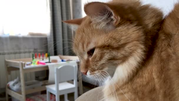 Bliska footage spychania ładny kot imbir. Pet puszysty ma zamiar spać. Przytulny dom tło z zabawkami dla dzieci i stół. — Wideo stockowe