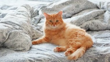 Yatakta yatarken şirin zencefil kedi. Kabarık evde beslenen hayvan onun pençeleri yalıyor ve uyuyacak. Rahat ev arka plan.