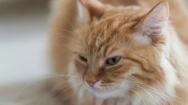 Uyuyordu şirin zencefil kedi görüntüleri kadar kapatın. Kabarık pet uyuyacak. Rahat ev arka plan.