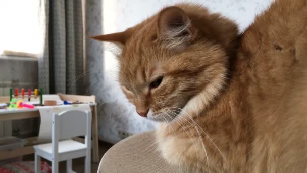 Primer plano de imágenes de dormitar lindo gato jengibre. La mascota esponjosa se va a dormir. Acogedor fondo casero con juguetes y mesa para niños . — Vídeo de stock