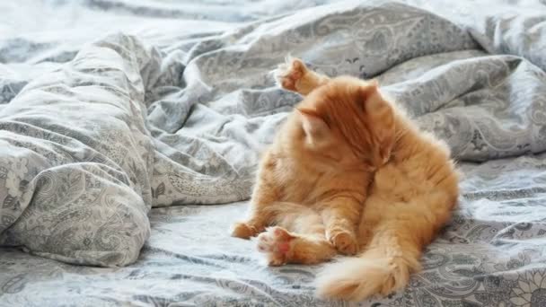 Süße Ingwerkatze im Bett liegend. flauschiges Haustier leckt seine Pfoten und schläft ein. gemütlicher Hintergrund. — Stockvideo