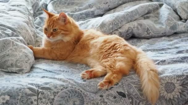 Lindo gato jengibre acostado en la cama. Fluffy mascota está lamiendo sus patas y va a dormir. Acogedor fondo casero . — Vídeo de stock