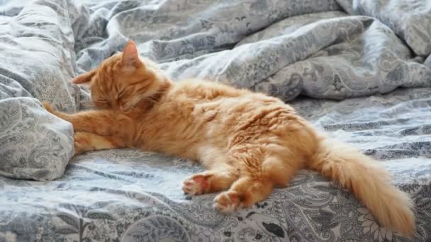 可爱的姜猫躺在床上。毛茸茸的宠物正在舔它的爪子睡觉。舒适的家庭背景. — 图库视频影像