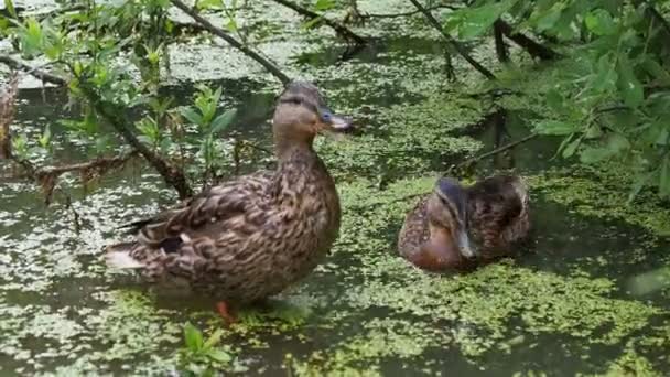 Par de patos de cor marrom nadando na lagoa. As aves estão à procura de comida na água coberta de ervas daninhas. . — Vídeo de Stock