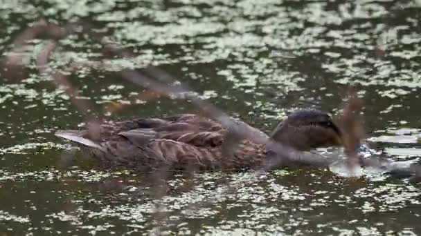 Par de patos de color marrón nadando en el estanque. Las aves están buscando comida en el agua cubierta de hierba de pato . — Vídeo de stock