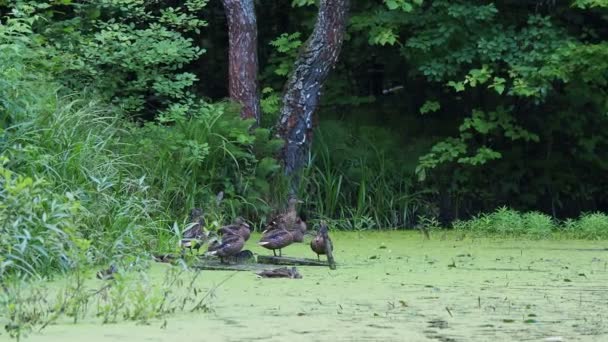 Зграя качок коричневого кольору, що стоять біля ставка в лісі. Птахи відпочивають біля води, вирощеної каченятами . — стокове відео