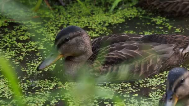 Pair of brown colored ducks swimming in pond. Birds are looking for food in the water overgrown with duckweed. — Stock Video