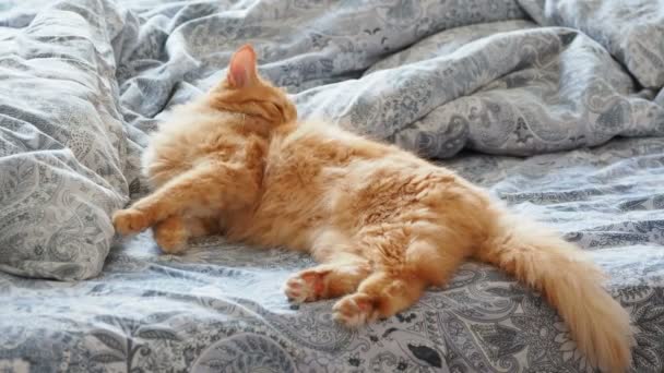 Lindo gato jengibre acostado en la cama. Fluffy mascota está lamiendo sus patas y va a dormir. Acogedor fondo casero . — Vídeo de stock